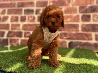 Safkan toy Poodle yavrular