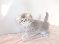 Safkan British Longhair Blue Golden