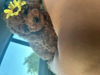 Toy poodle yavru