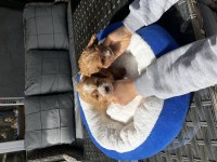 Maltipoo yavrularımız