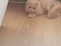 Yavru cins kedi sahiplendirme