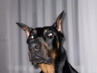 Doberman erkek