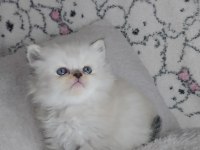 Sıcakkanlı, Oyuncu ve Sevecen Scottish Fold