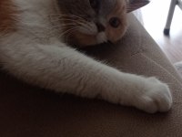 1.5 yaşında dişi aşılı ve çipli british shorthair