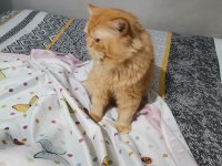 Persian Red Tabby İran Kedisi