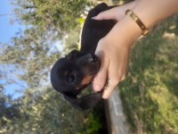 Dacshund yavrular yeni ailesini arıyor