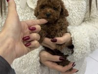 Kore Toy Poodle