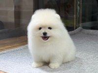 Sağlık Ve Irk Garantili Pomeranıan Köpeği