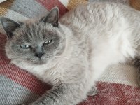 British blue point ve yavrusu scottish fold