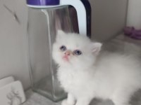 İRAN PERSİAN YAVRUMUZ YENİ YUVASINI ARIYOR