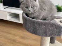 British shorthair yavrumuz