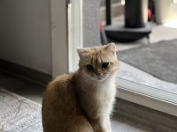 Takip şartlı sahiplendirilecek kedimiz