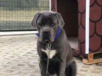 Blue cane corso yavrular ırk sağlık garantili