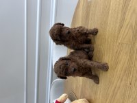 Kore kanı Dark red Brown poodle yavrular