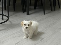 MALTİPOO 62 GÜNLÜK ERKEK