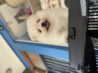 POMERANİAN BOO SURATLI BEBEKLER