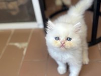 2 Aylık iran kedisi çocuklarımıza sıcak bir yuva arıyoruz.