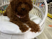Toy poodle yavrularımız