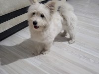 En güzel morkie
