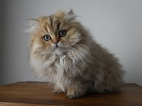 Harika Golden British Longhair Bebek