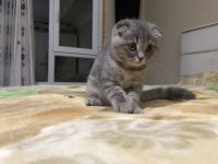 Ev kedisi scottish fold
