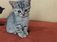 Scottish fold ve straight yavrular hazır