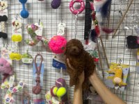 Poodle yavrumuz için iletişime geçebilirsiniz