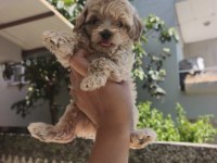 Şeker Tadında Maltipoo Yavrularımız
