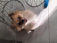 1 yaşında karamel krem pomeranian spitz