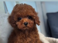 Toy poodle bebeklerimiz ırk sağlık garantili