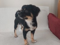 1,5 yaş Terrier Mix Erkek