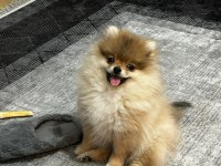 Satılık Pomeranian Oyuncu karakter
