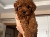 Garantili sözleşmeli orijinal toy poodle
