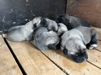 Yavru anadolu çoban köpekleri
