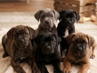 IRK VE SAĞLIK GARANTİLİ DEV ADAYI CANE CORSO YAVRULAR
