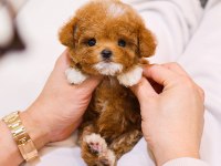 OZEL VE GUZEL TOY POODLE BEBEKLERIM