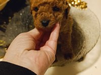 Toy Poodle Kore Teacup hepsi mevcuttur