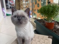 Erkek Blue Point Cinsi Erkek 3.5 Aylık British Shorthair