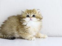 Teslime hazır tontik british shorthair yavrular