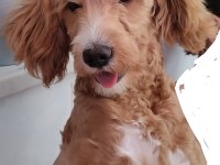 Sekiz aylık erkek maltipoo