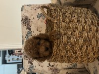 Birbirinden Güzel Toy Poodle Bebeklerimiz