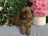 Maltipoo Yavrularım Sağlık Ve Irk Garantilidir