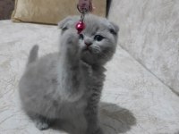 Scottish Fold 1 Nisan doğumlu
