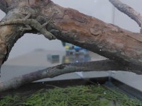 Sevimli Gecko