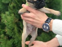 HAMBURGER SURATLI PUG / MOPS PUPPY