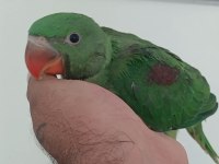 Bebek alexander papağanım