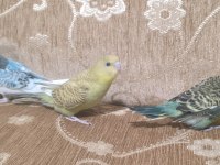 Alıştırmalık Uysal Yavru Muhabbet Kuşları