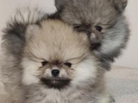 3 Aylık Pomeranian Boo