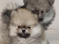 3 aylık pomeranian boo