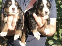 Bernese yavrularımız